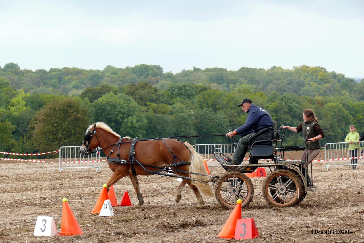 Fort de Condé Journée du cheval 2014 (13)
