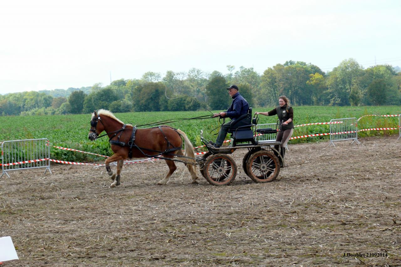 Fort de Condé Journée du cheval 2014 (14)