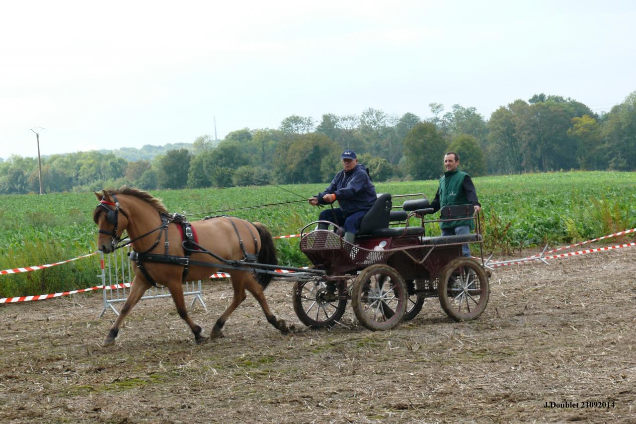 Fort de Condé Journée du cheval 2014 (15)