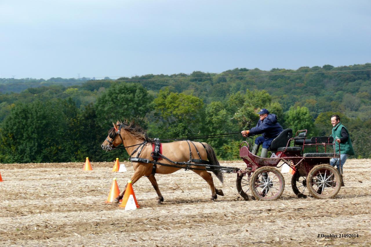 Fort de Condé Journée du cheval 2014 (17)