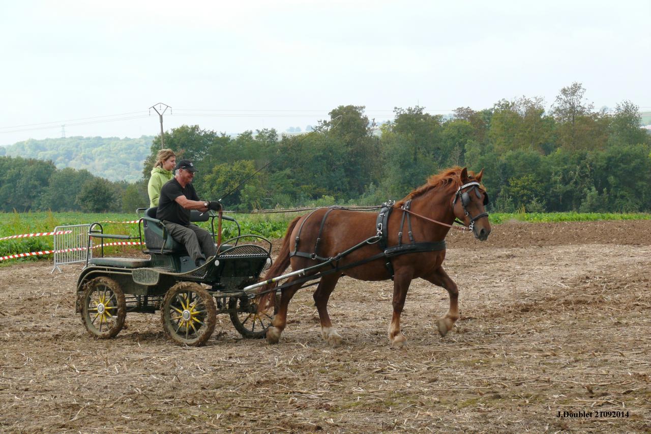 Fort de Condé Journée du cheval 2014 (23)