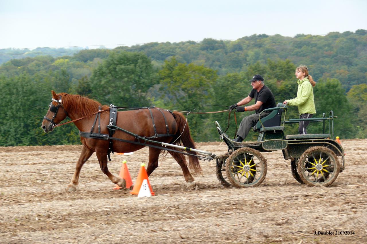 Fort de Condé Journée du cheval 2014 (26)