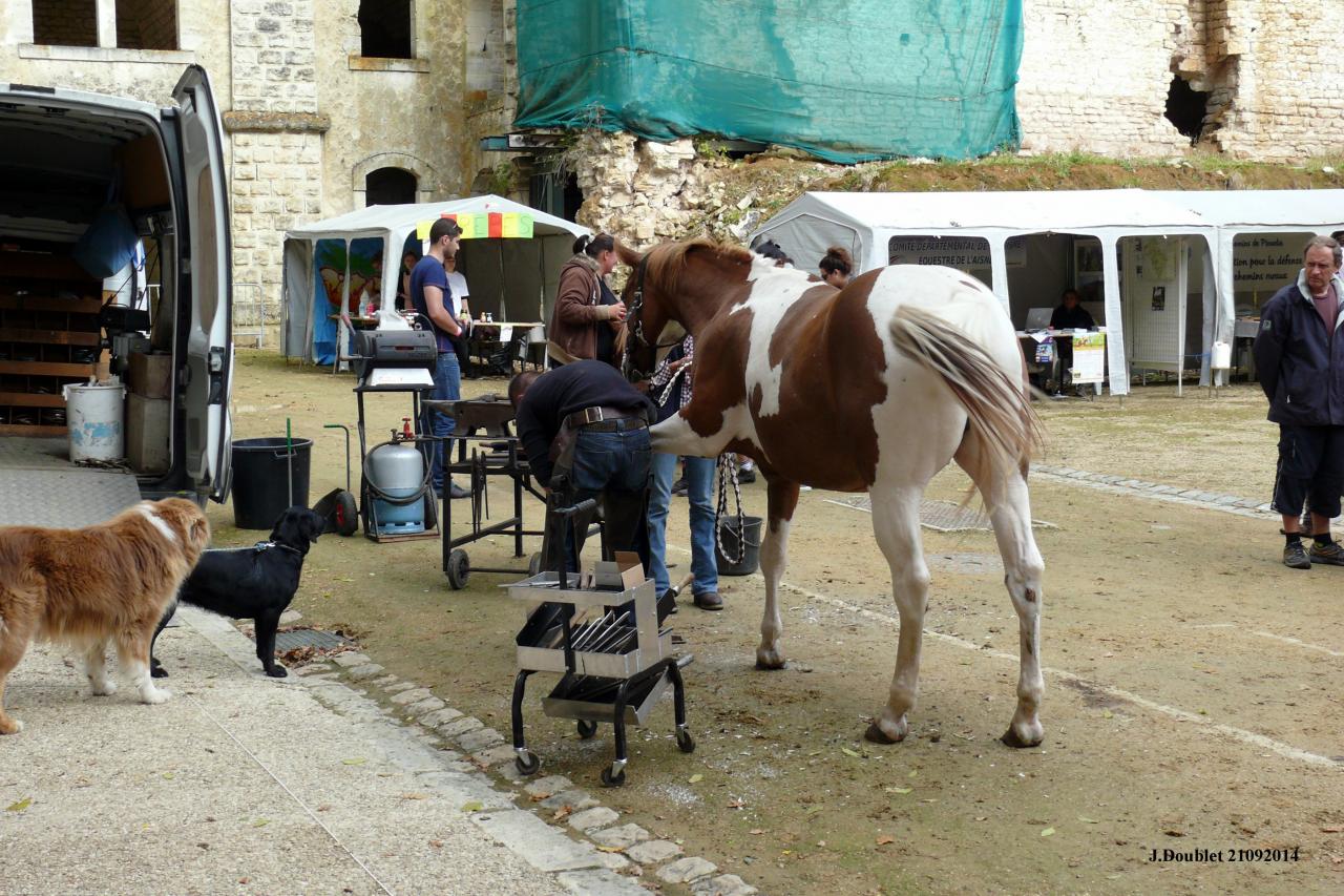 Fort de Condé Journée du cheval 2014 (28)