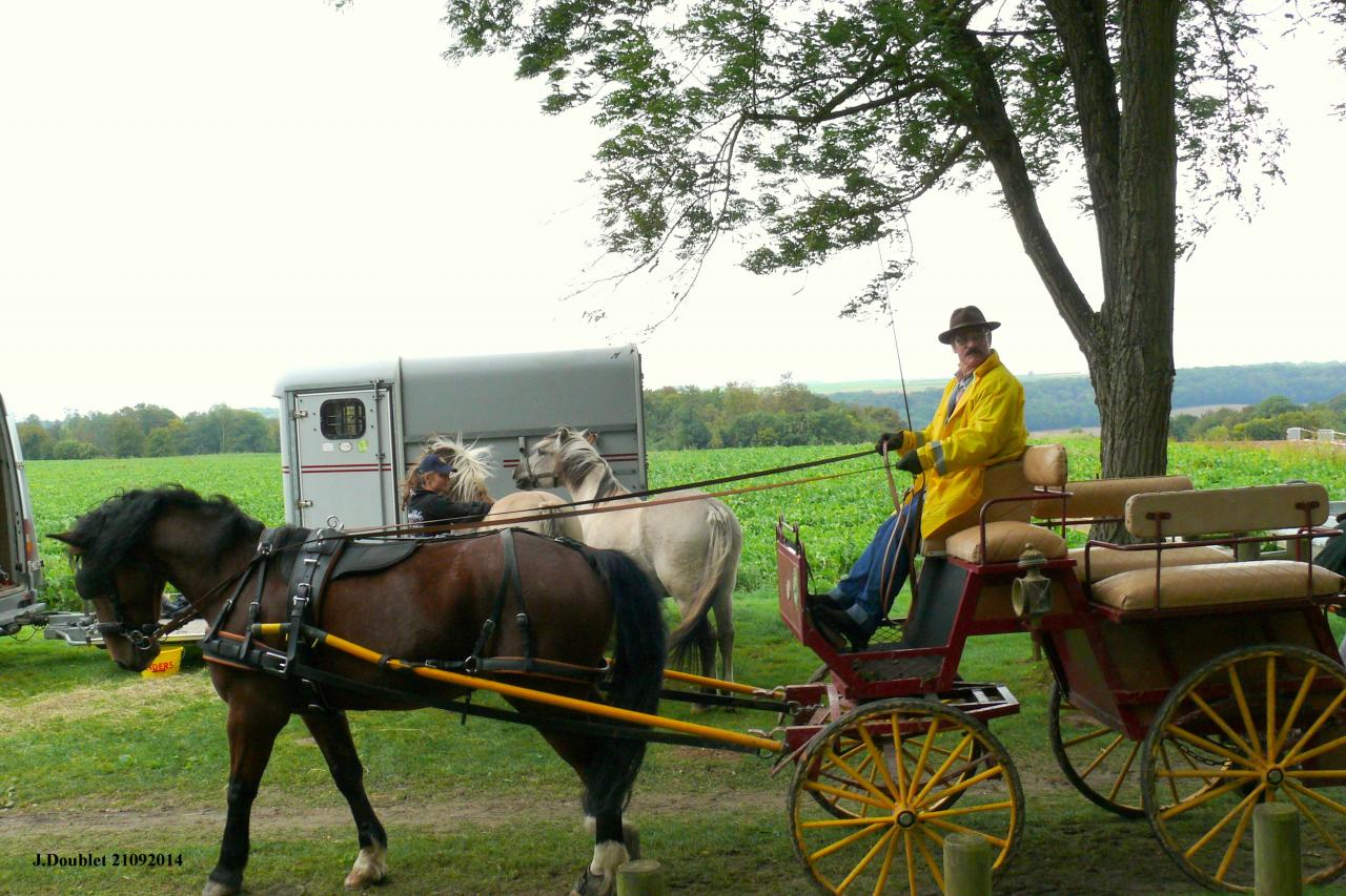 Fort de Condé Journée du cheval 2014 (3)