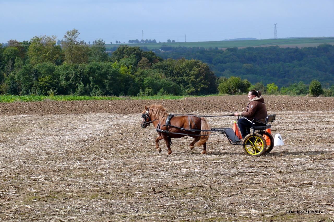 Fort de Condé Journée du cheval 2014 (6)
