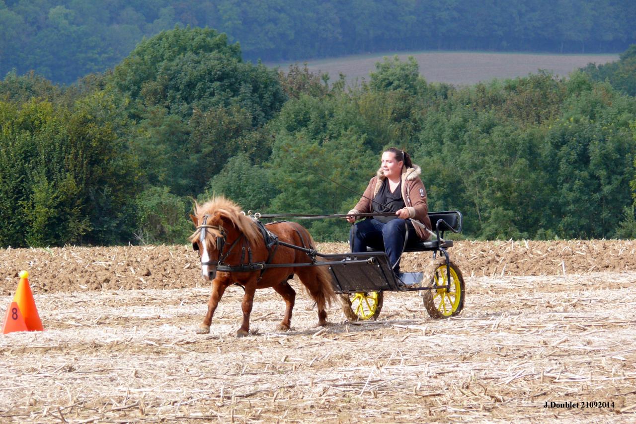 Fort de Condé Journée du cheval 2014 (7)