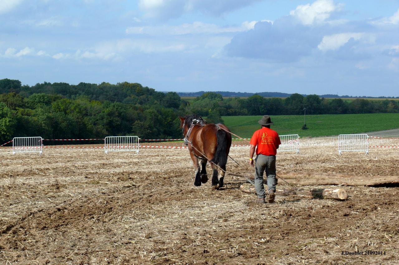 Fort de Condé Journée du cheval 2014 (81)