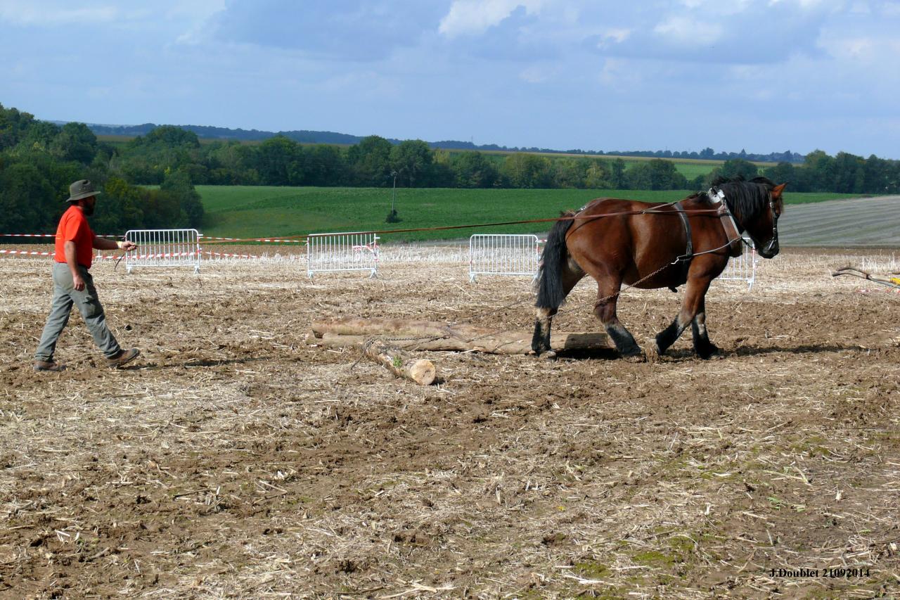 Fort de Condé Journée du cheval 2014 (82)
