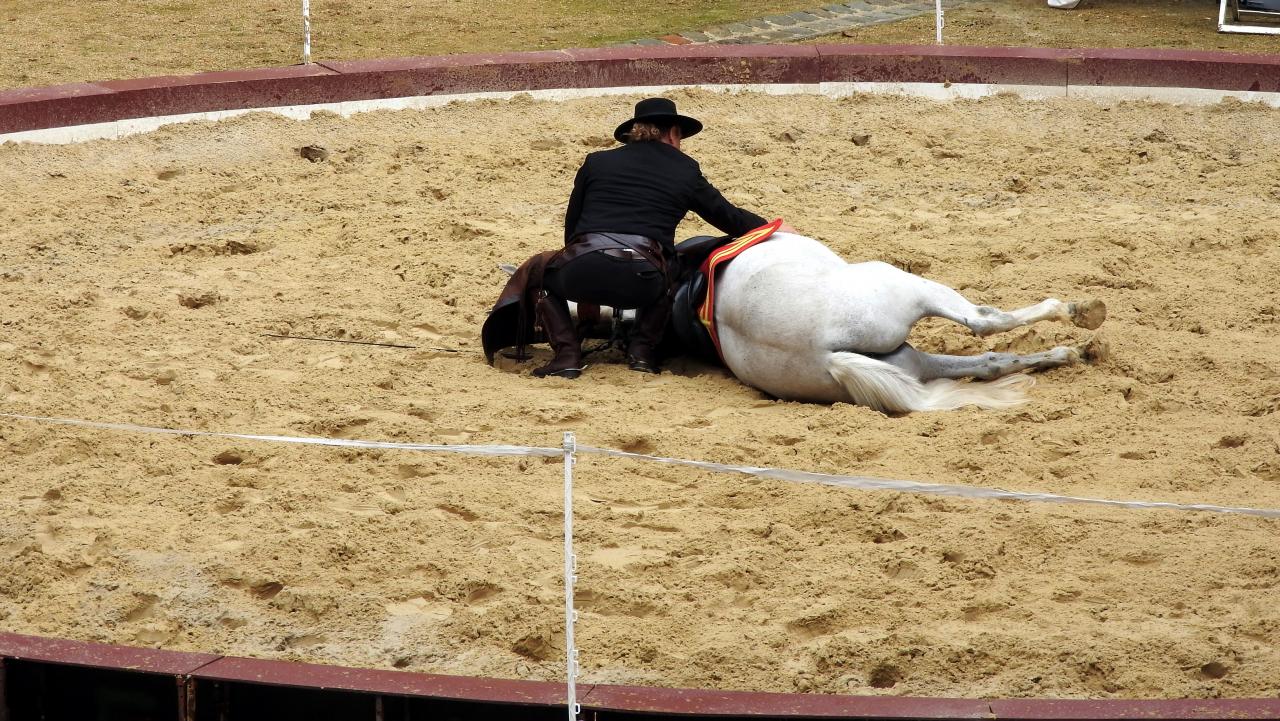 Fort de Condé spectacle équestre  (11)