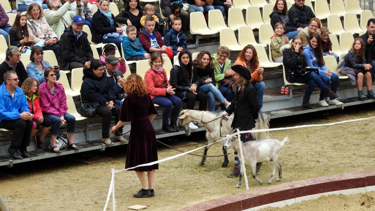 Fort de Condé spectacle équestre  (27)