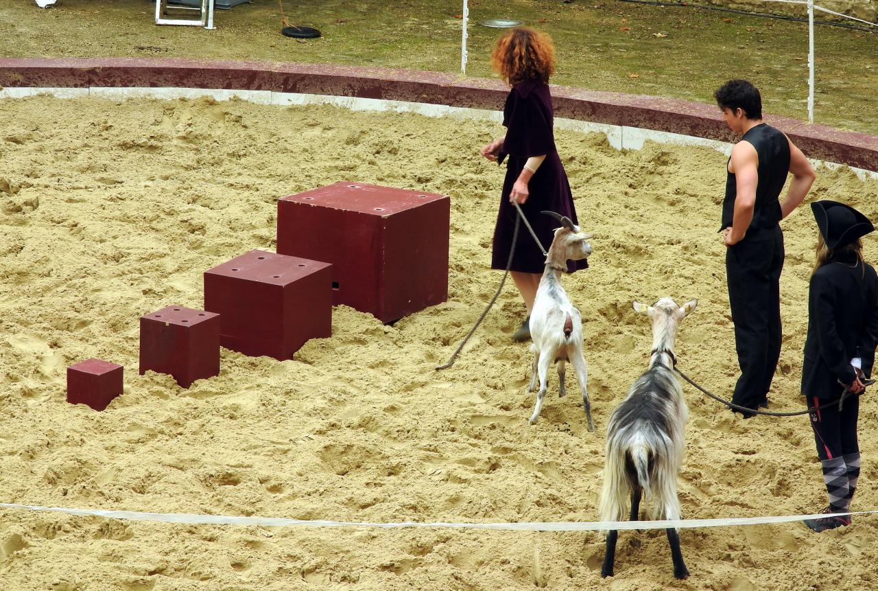 Fort de Condé spectacle équestre  (30)