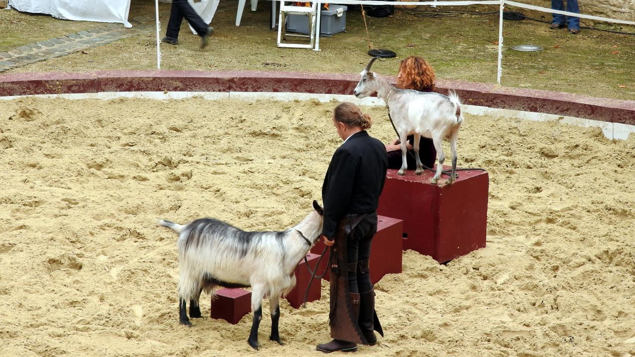 Fort de Condé spectacle équestre  (31)