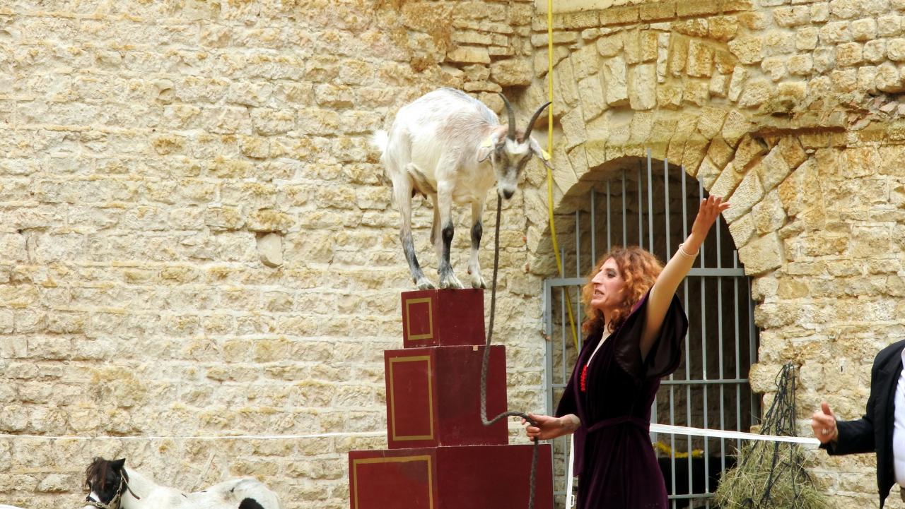 Fort de Condé spectacle équestre  (35)