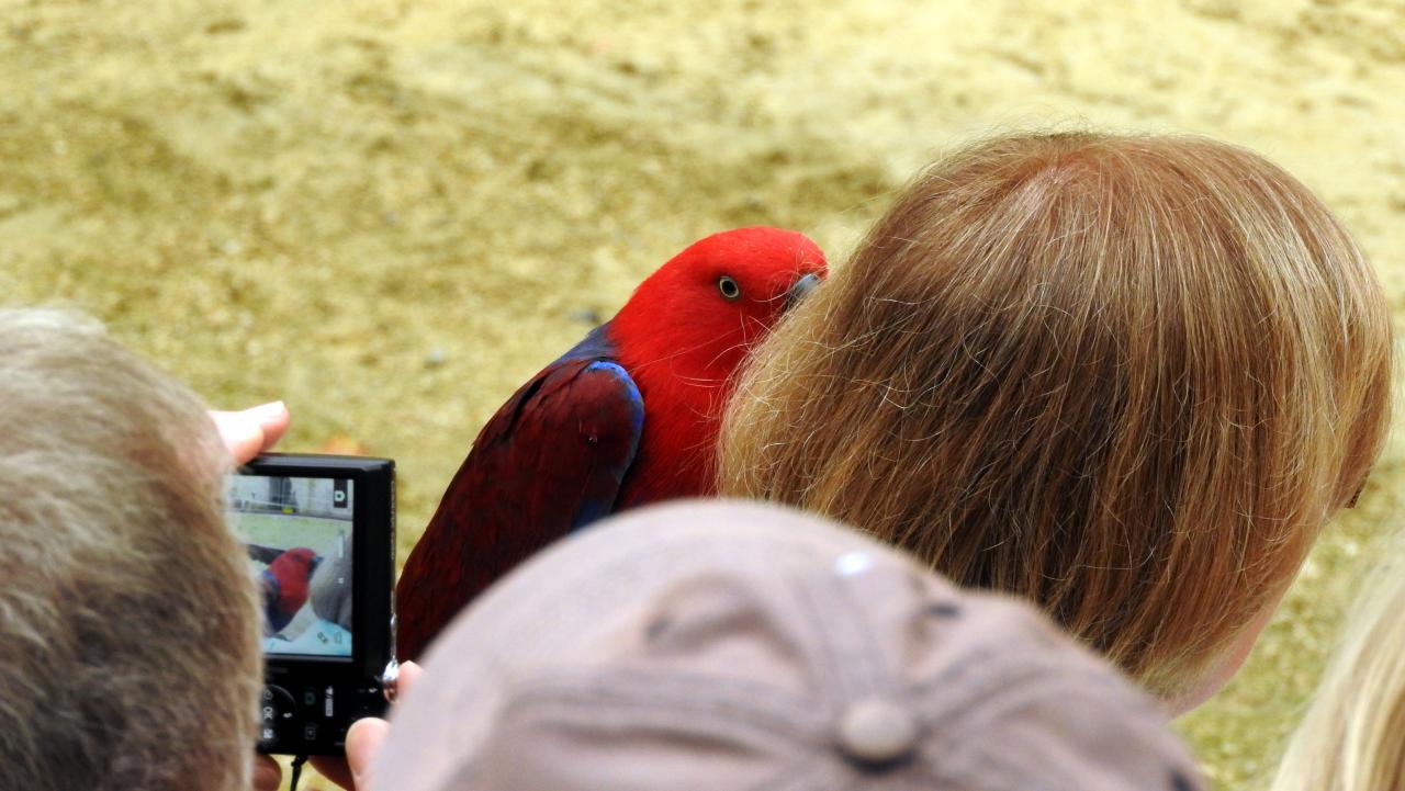 Fort de Condé spectacle équestre  (63)
