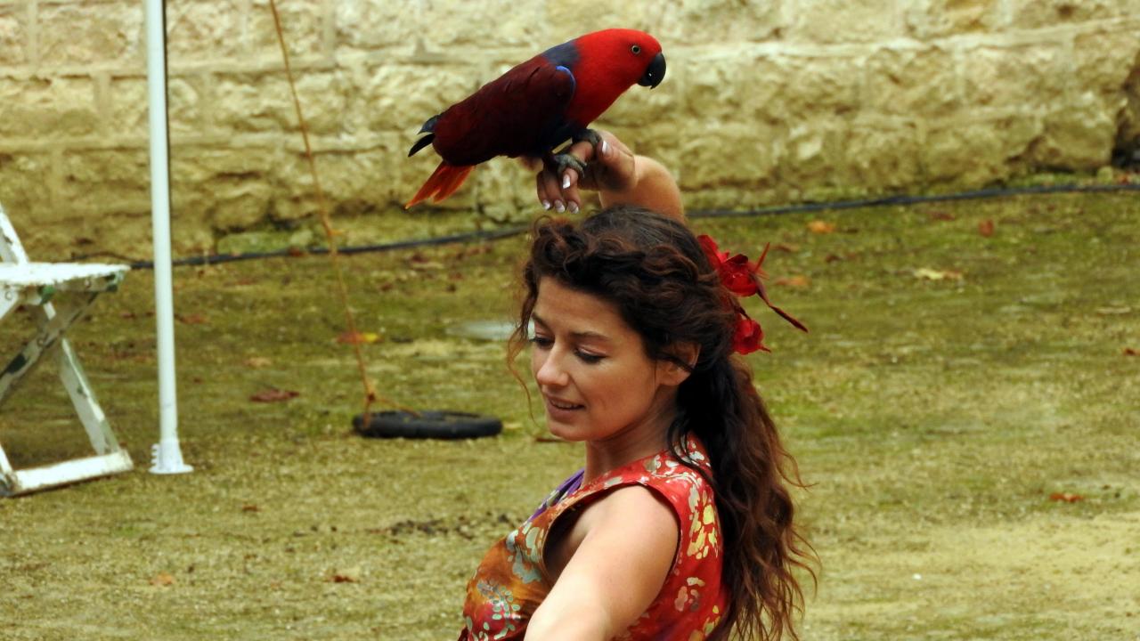 Fort de Condé spectacle équestre  (64)