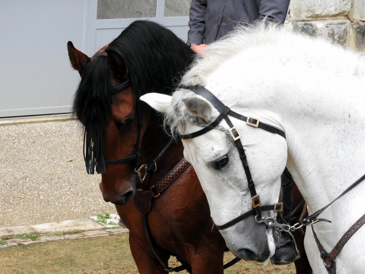 Fort de Condé spectacle équestre  (66)