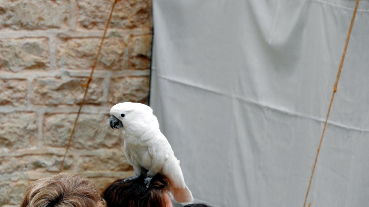 Fort de Condé spectacle équestre  (69)