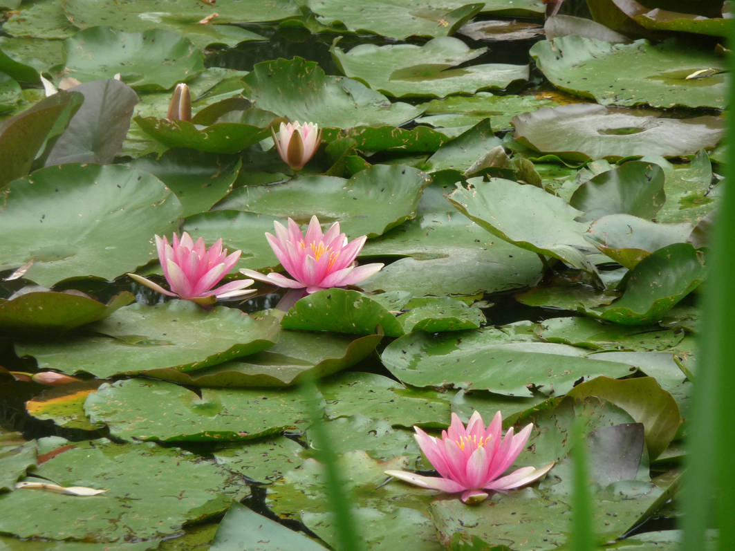 Giverny modifié le 18 avril 2014 (16)