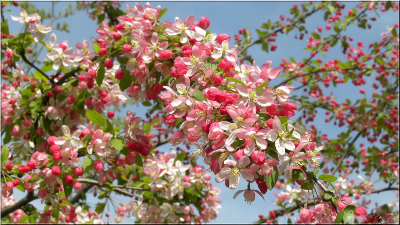 Giverny modifié le 18 avril 2014 (30)