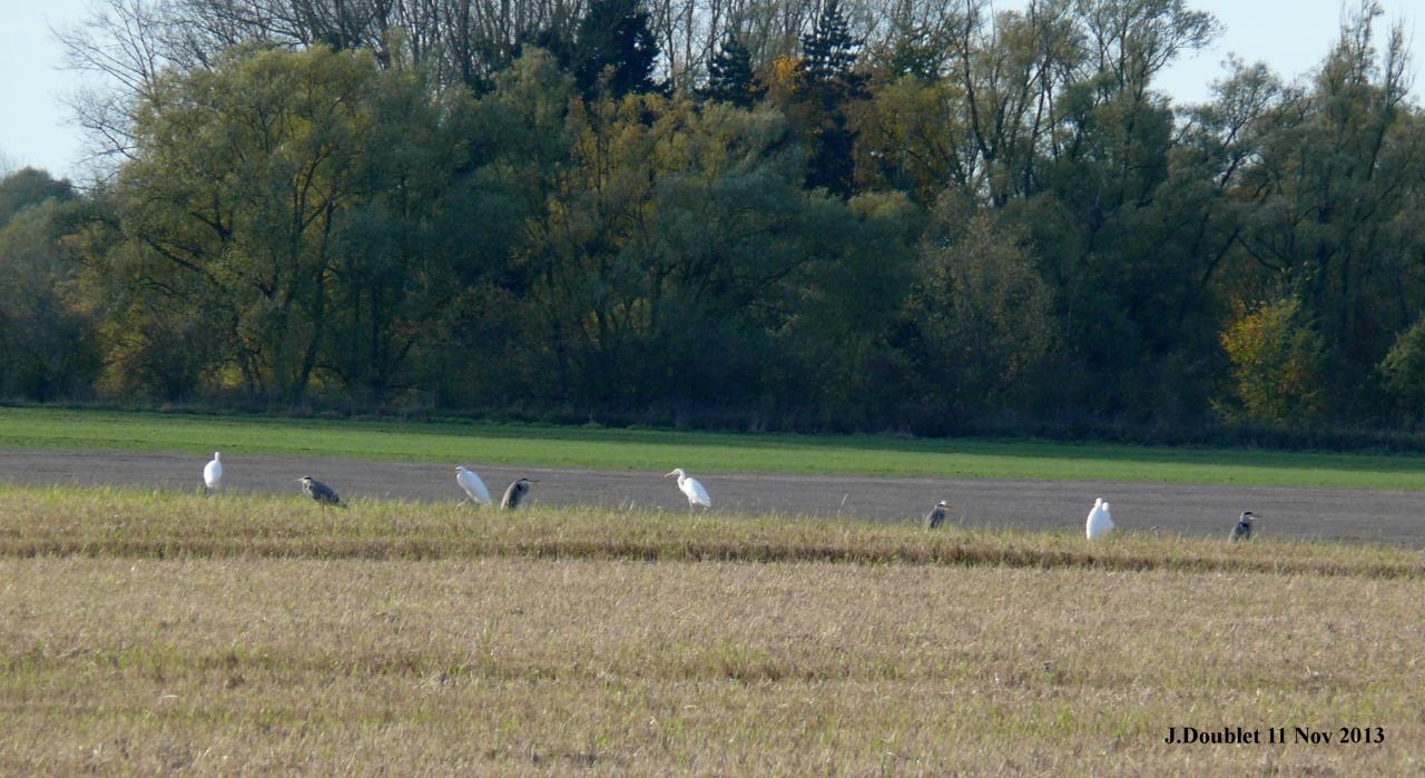 Héro et Aigrette 11 Nov 2013 (Bucy) (1)