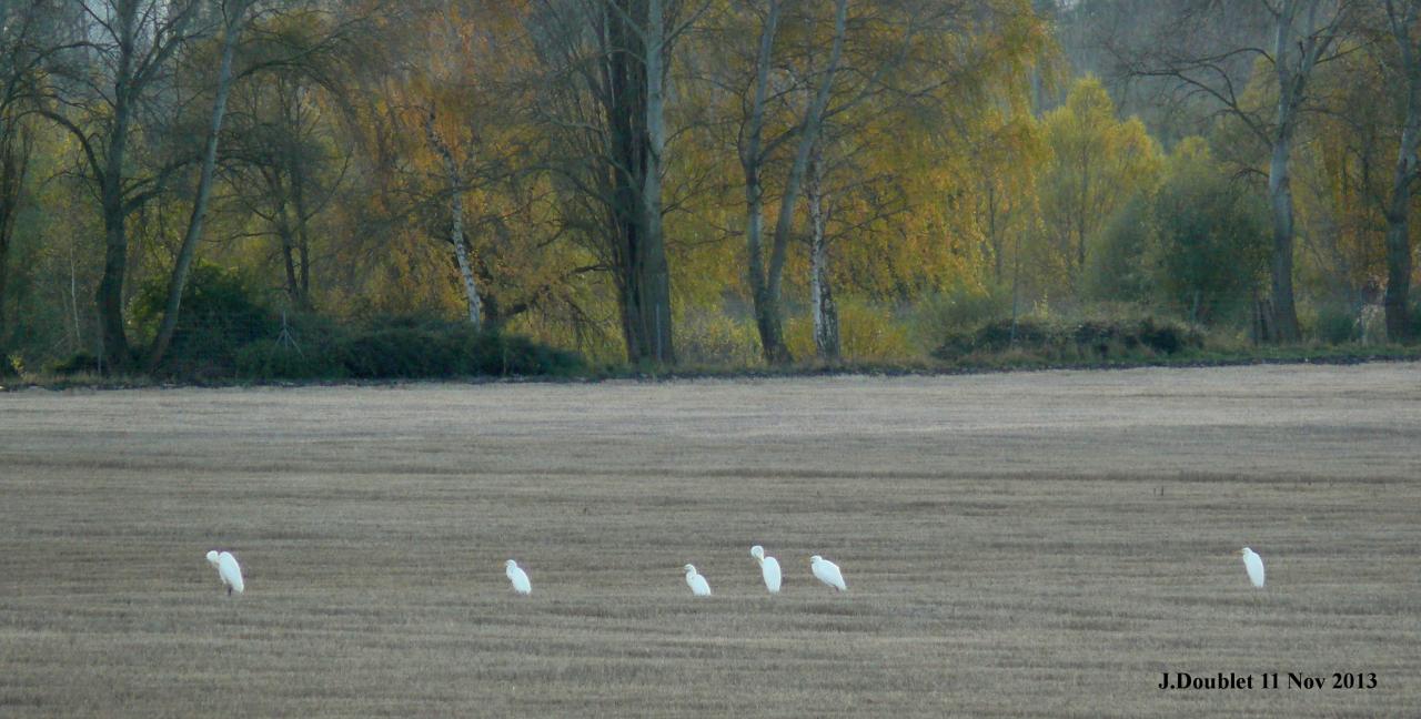 Héro et Aigrette 11 Nov 2013 (Bucy) (10)