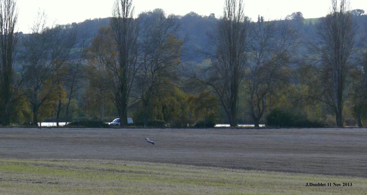 Héro et Aigrette 11 Nov 2013 (Bucy) (11)