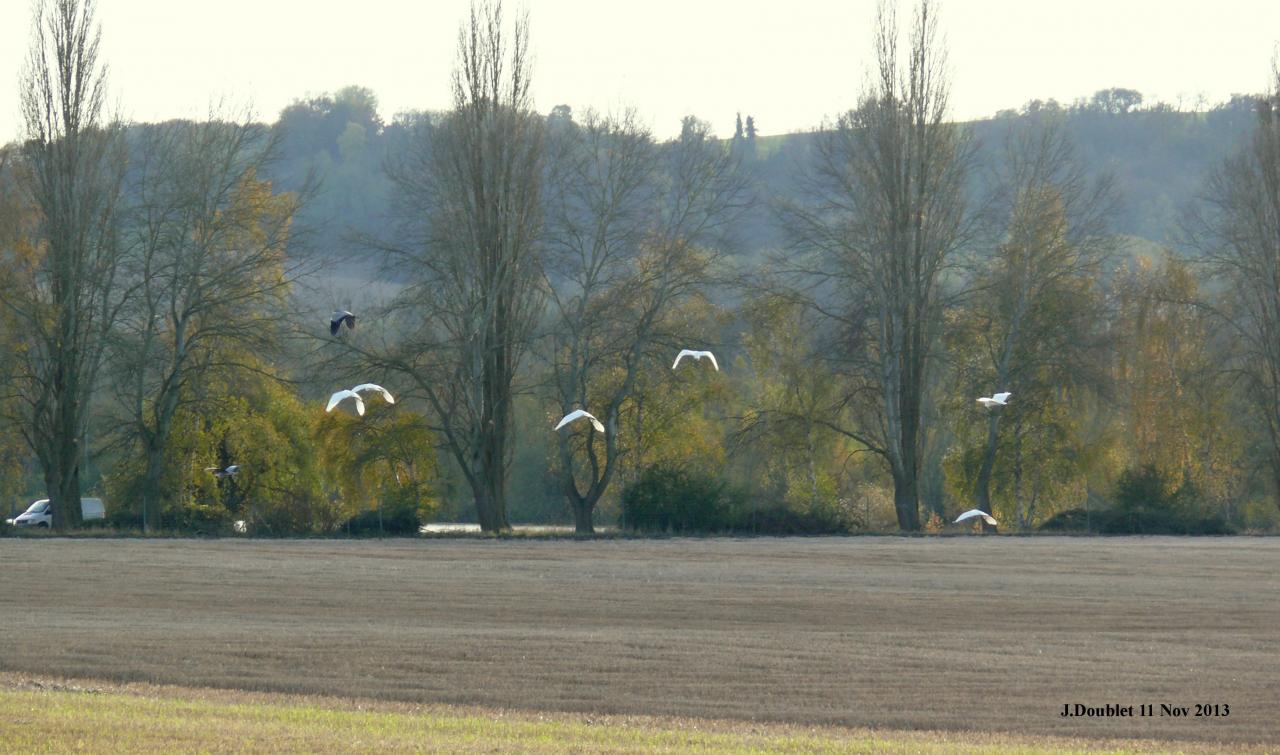 Héro et Aigrette 11 Nov 2013 (Bucy) (12)