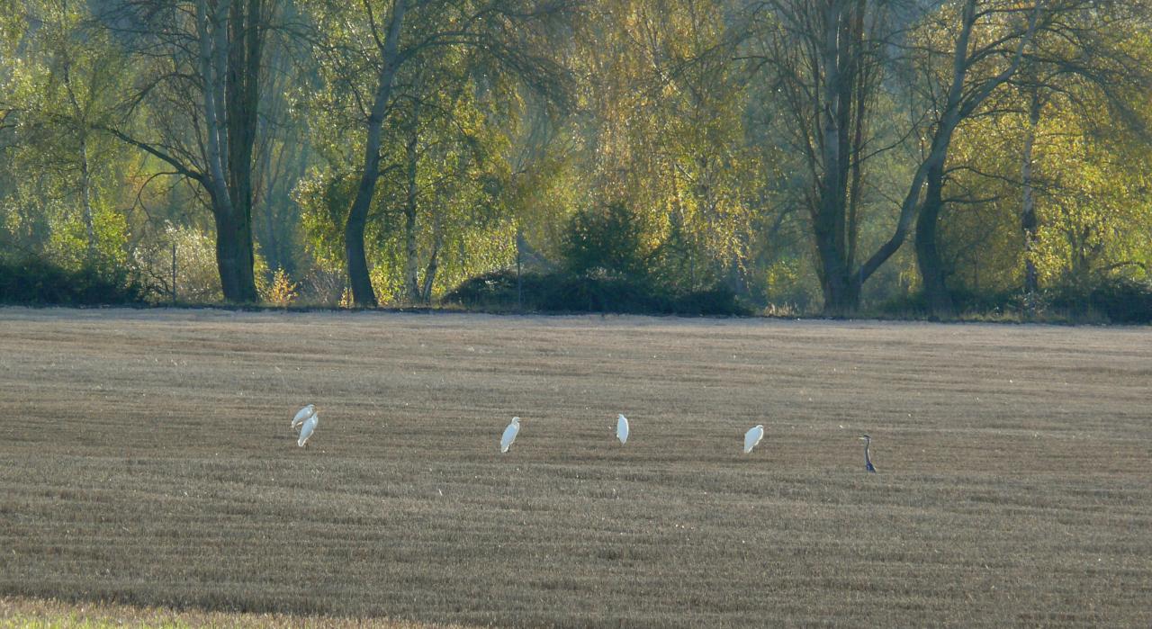 Héro et Aigrette 11 Nov 2013 (Bucy) (13)