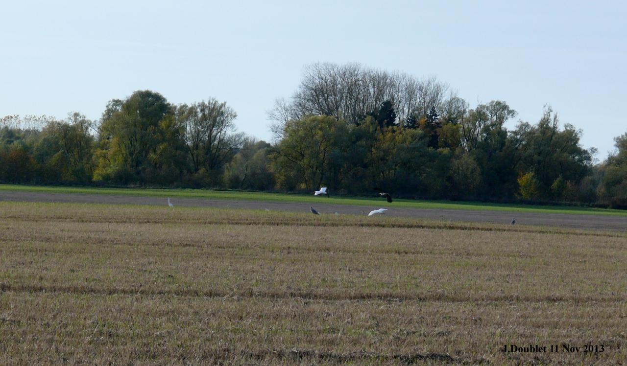 Héro et Aigrette 11 Nov 2013 (Bucy) (2)