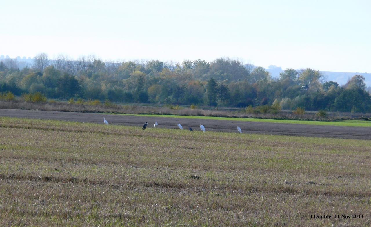 Héro et Aigrette 11 Nov 2013 (Bucy) (3)