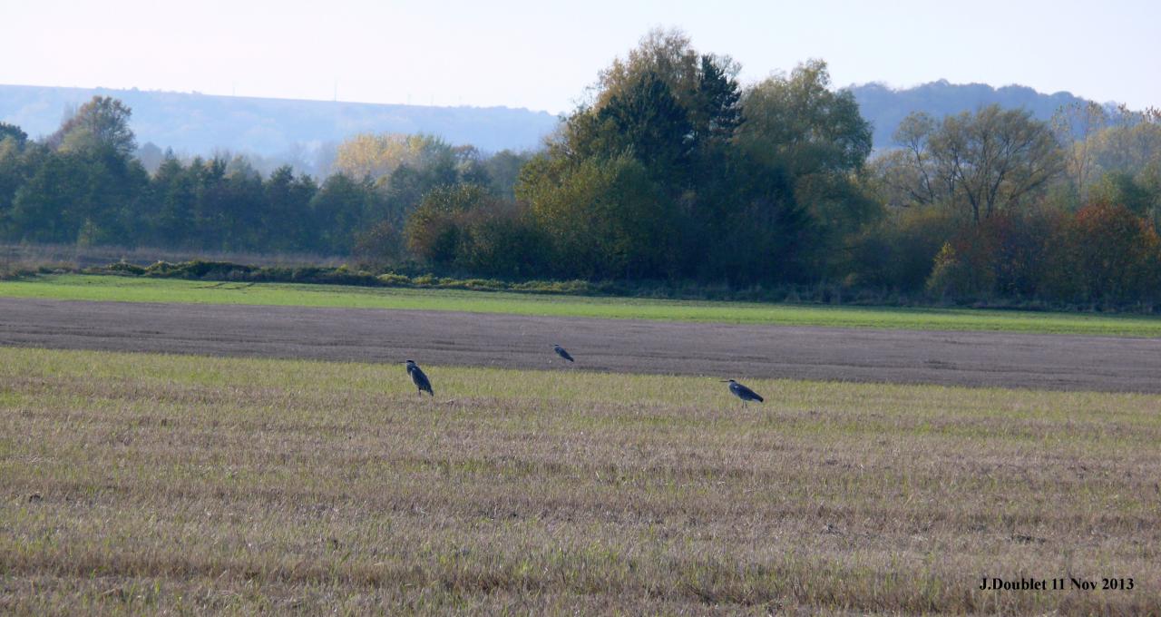 Héro et Aigrette 11 Nov 2013 (Bucy) (4)