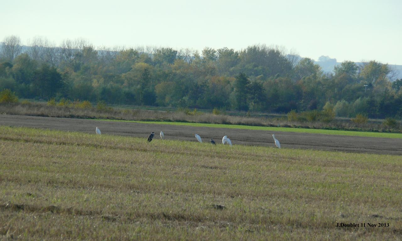 Héro et Aigrette 11 Nov 2013 (Bucy) (5)