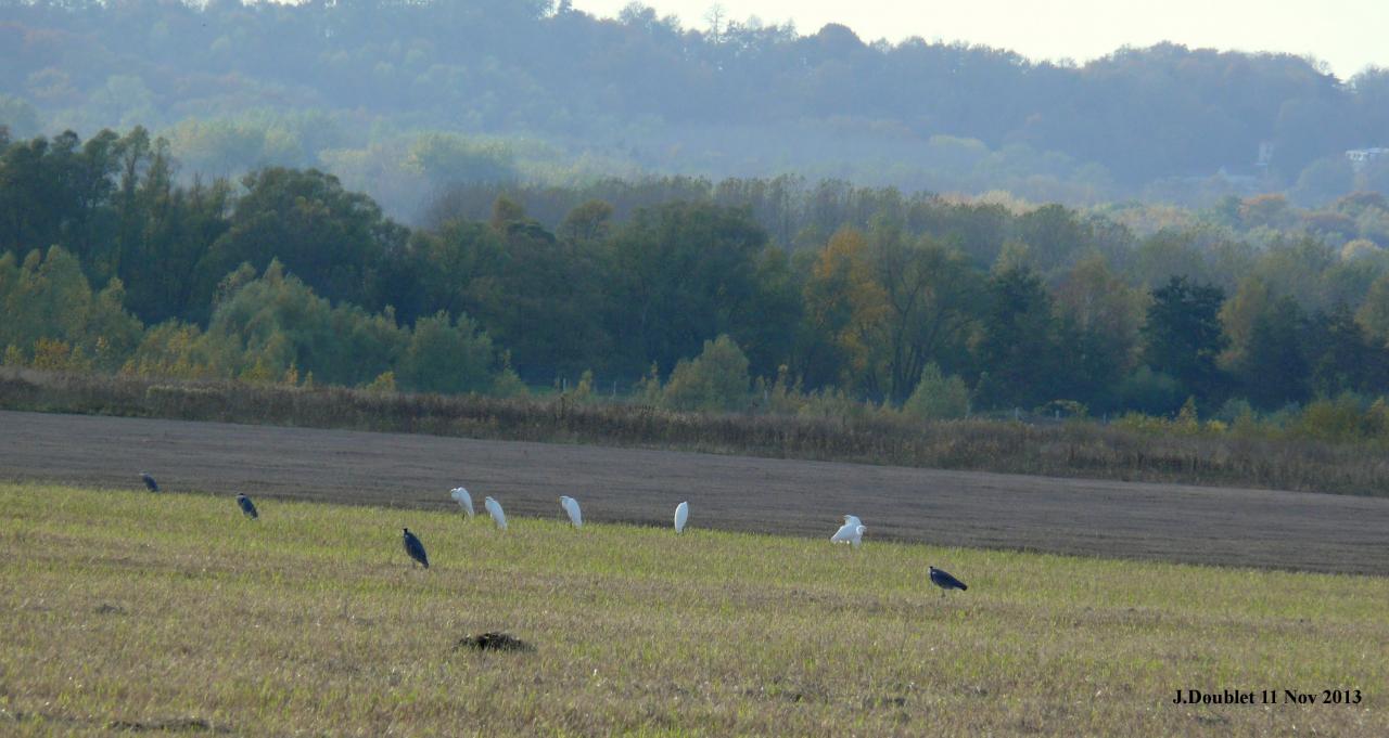 Héro et Aigrette 11 Nov 2013 (Bucy) (6)