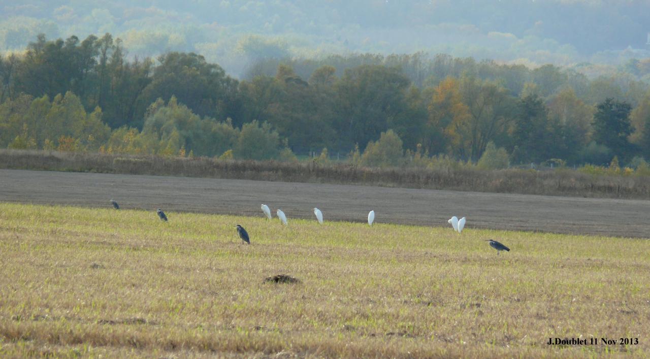 Héro et Aigrette 11 Nov 2013 (Bucy) (7)