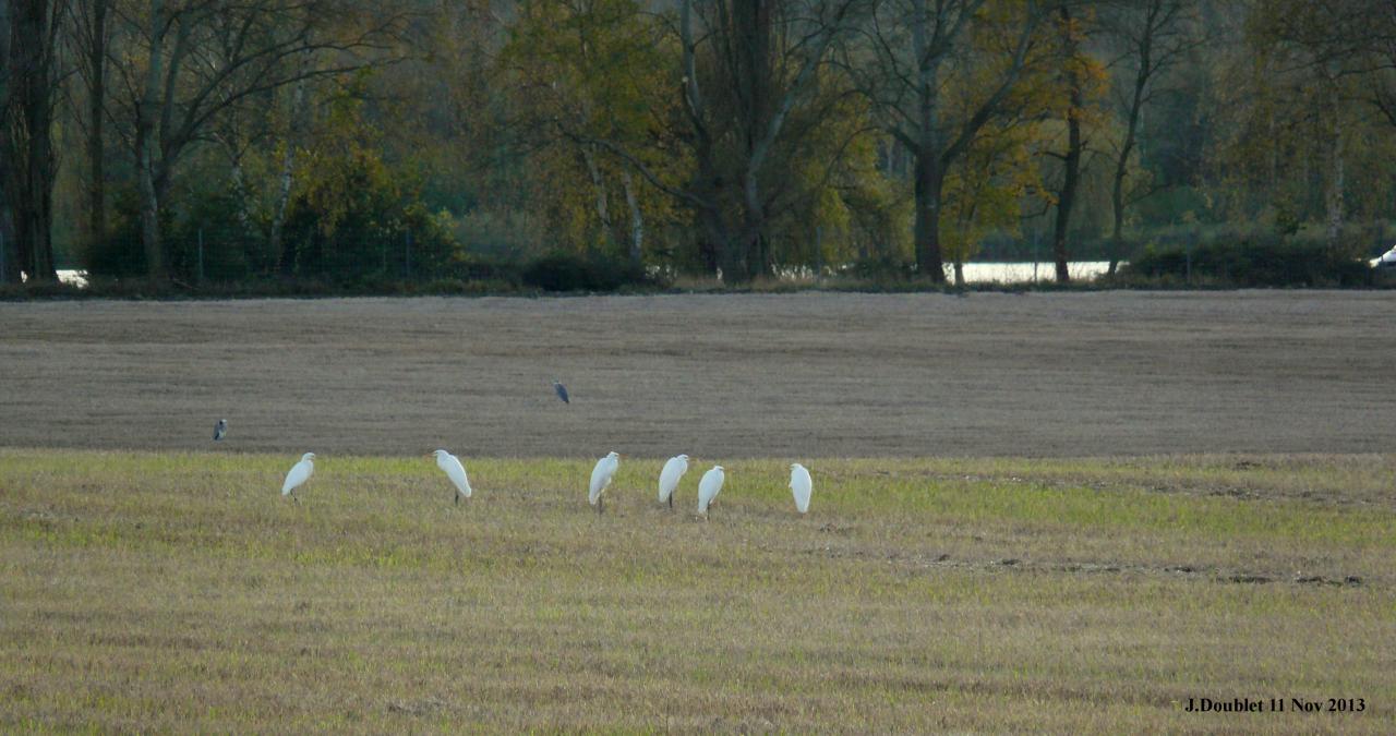 Héro et Aigrette 11 Nov 2013 (Bucy) (8)