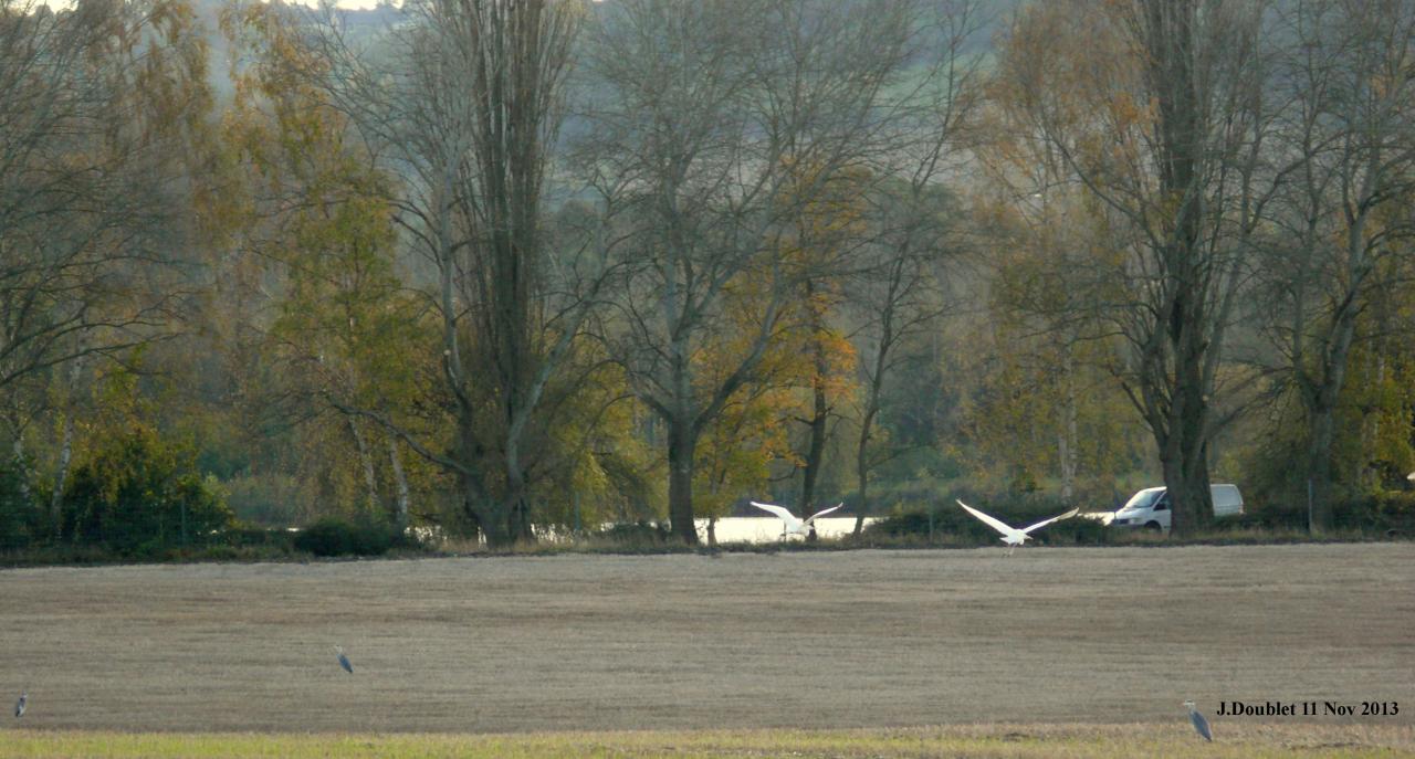 Héro et Aigrette 11 Nov 2013 (Bucy) (9)