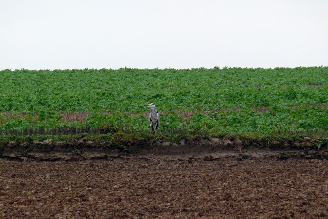 Héron 21 nov 2013 (D95)