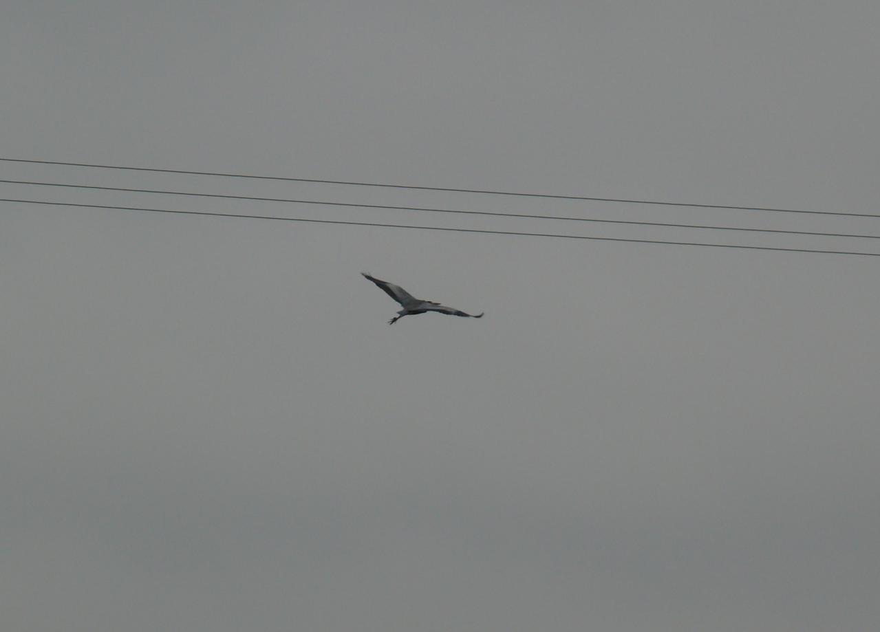 Héron 21 nov 2013 (D95)