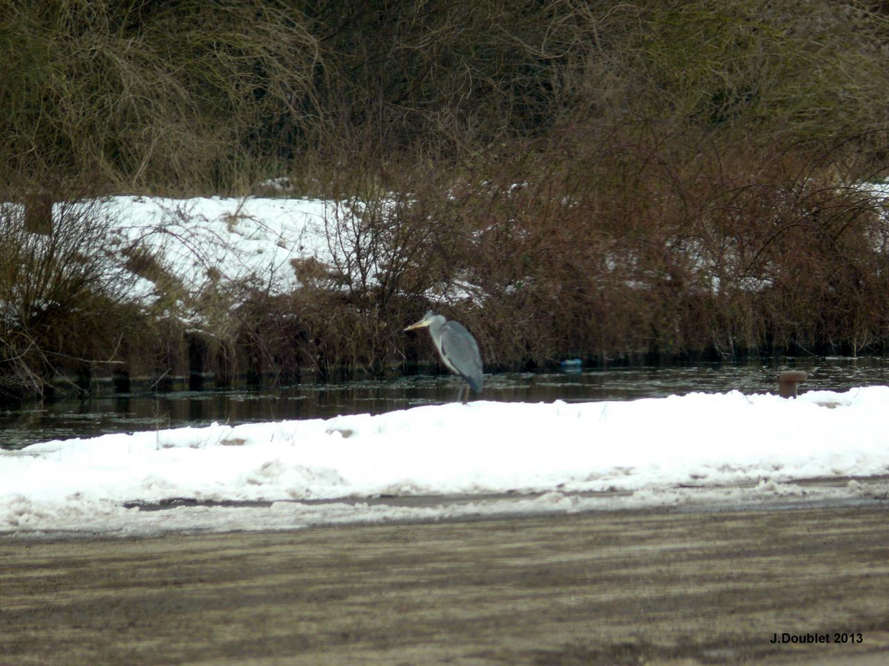 Héron et Aigrette Vailly sur Aisne 