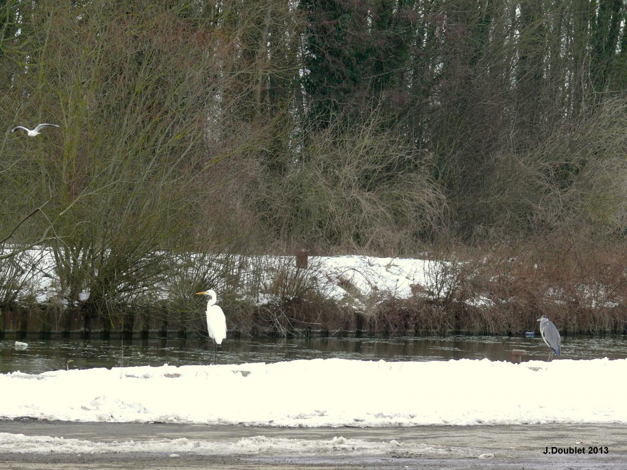 Héron et Aigrette Vailly sur Aisne