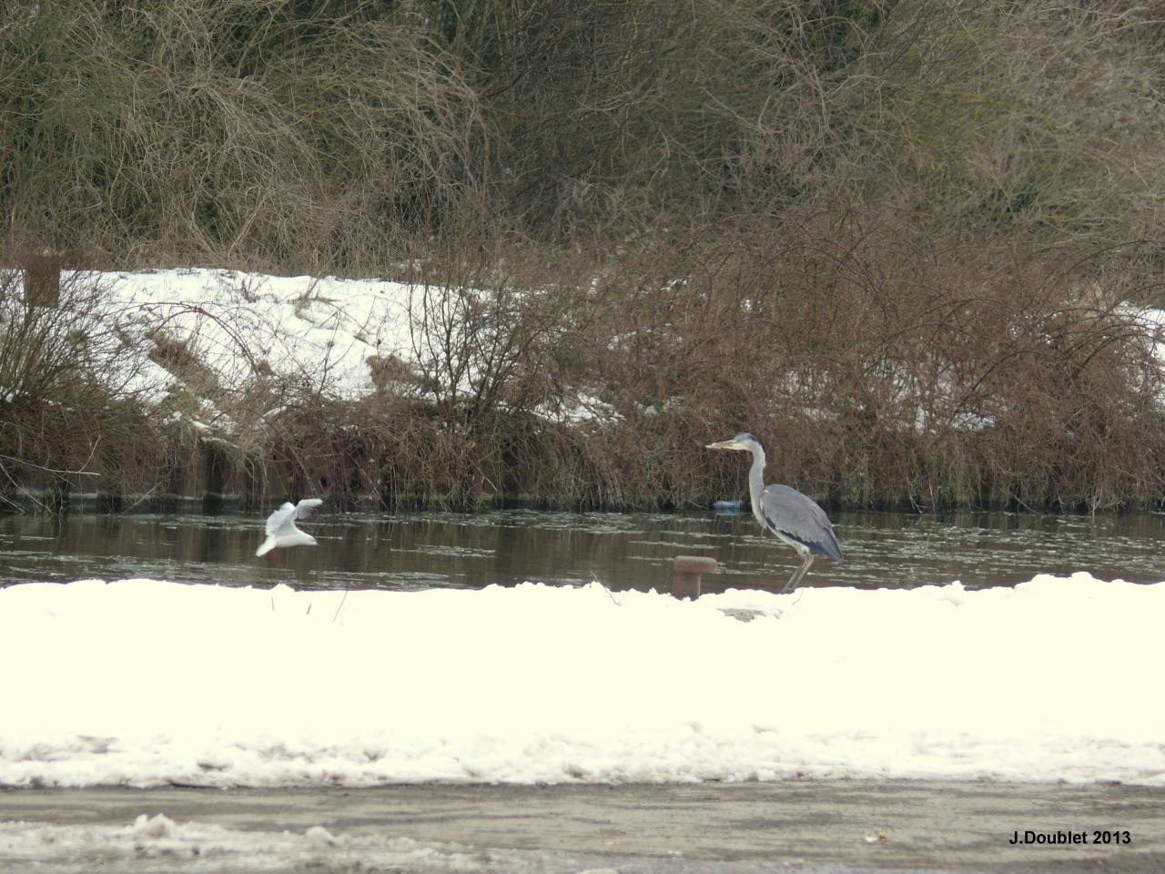 Héron et Aigrette Vailly sur Aisne 