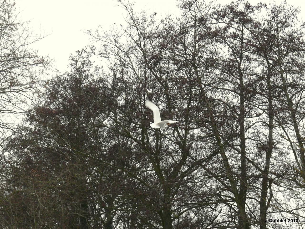 Héron et Aigrette Vailly sur Aisne 