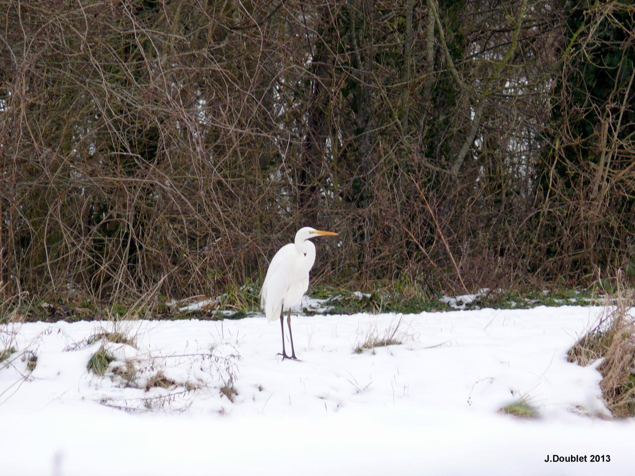 Héron et Aigrette Vailly sur Aisne