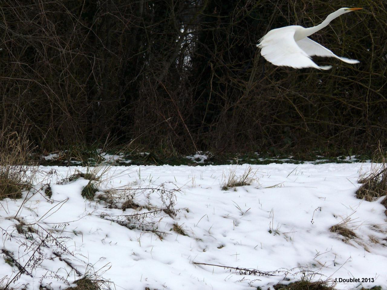 Héron et Aigrette Vailly sur Aisne