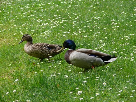 Couple de Colvert