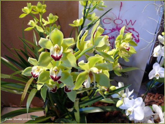 Abbaye de vaucelles, Les Rues des Vignes (59)  