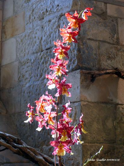 Abbaye de vaucelles, Les Rues des Vignes (59)  