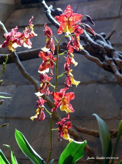 Abbaye de vaucelles, Les Rues des Vignes (59)  
