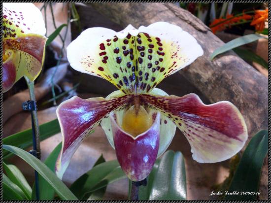 Abbaye de vaucelles, Les Rues des Vignes (59)  