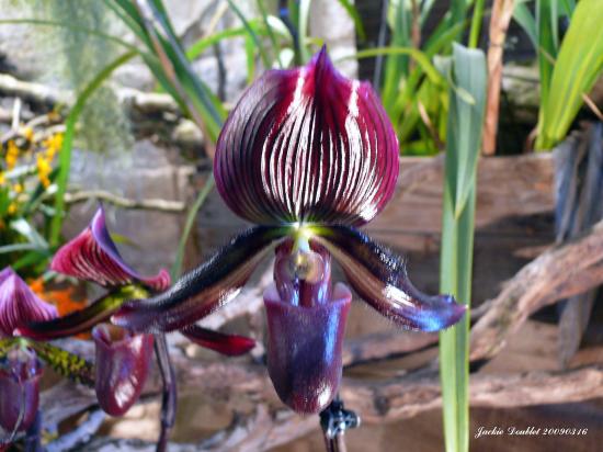 Abbaye de vaucelles, Les Rues des Vignes (59)  